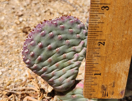 Opuntia basilaris ‘Caudata’ Cactus Pad – Baby Beavertail Prickly Pear Succulent for Planting, Unrooted Desert Plant