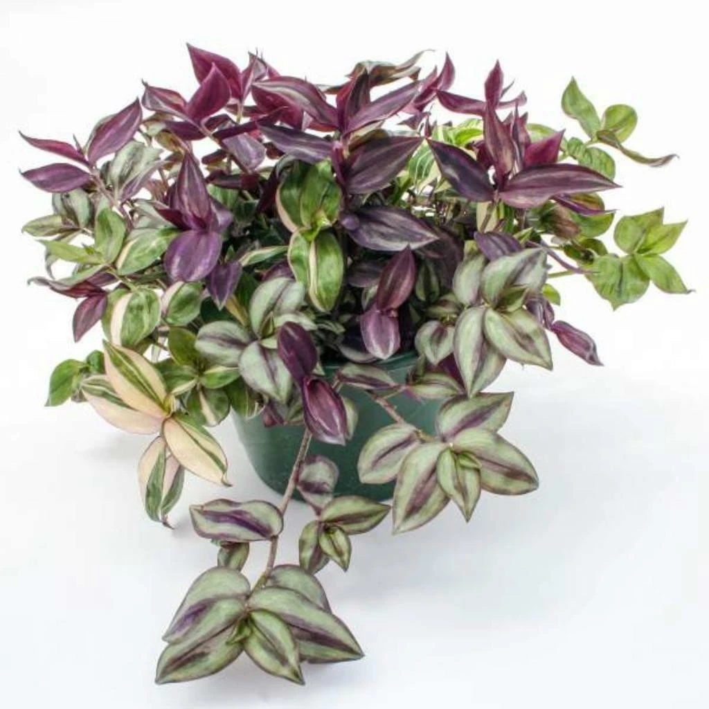 Tradescantia Rhapsody Combo – Rooted Houseplant with Variegated Purple Green Silver Foliage, Trailing Indoor Plant