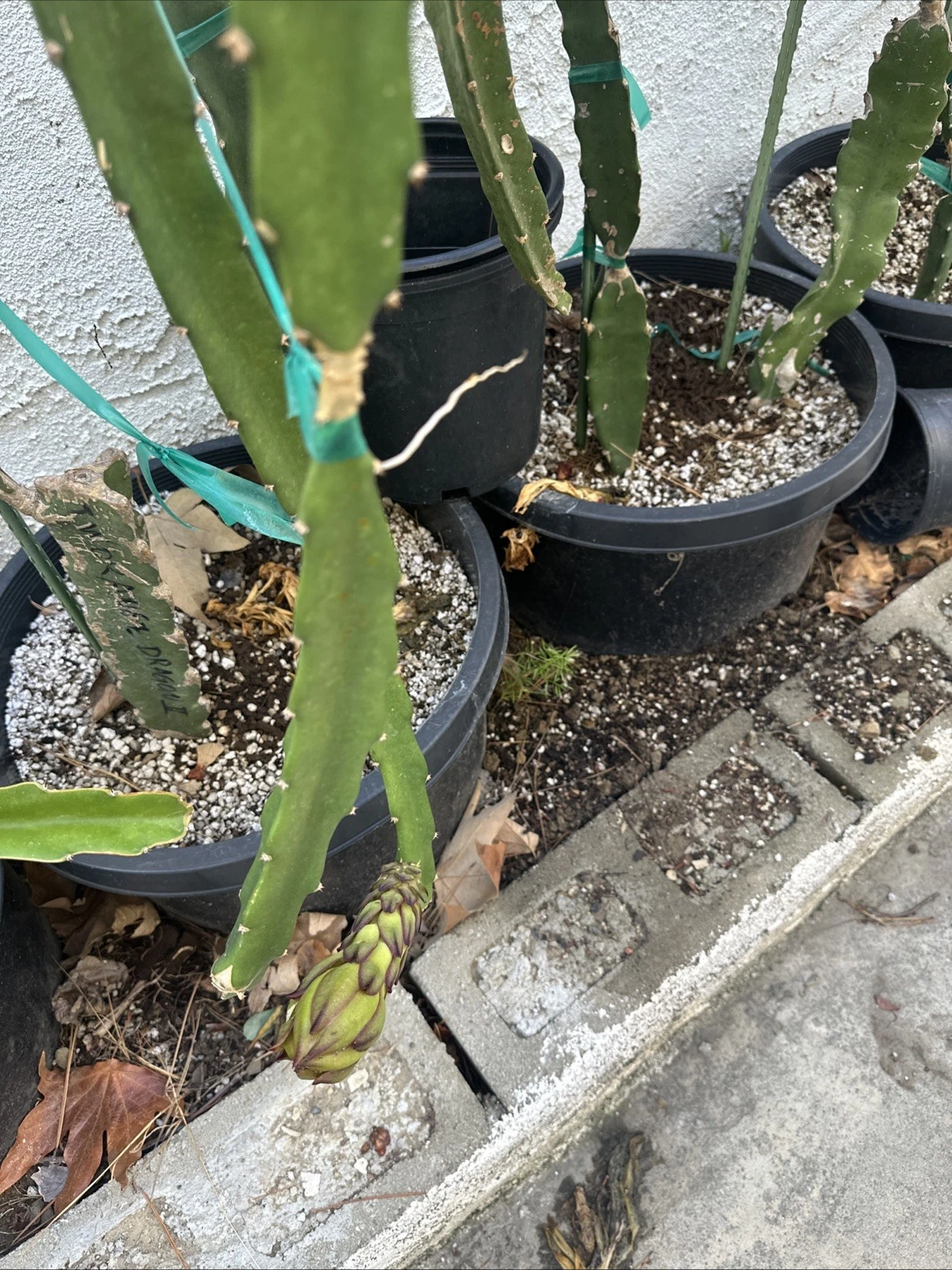 Taiwan Orange Dragon Fruit Cuttings – 2 Live Pitaya Cuttings 10–15 Inches for Planting, Hylocereus undatus