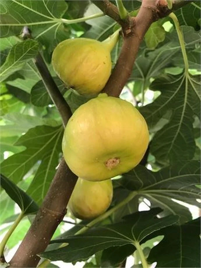 Sicilian White Fig Cutting – Ficus carica Unrooted Propagation Plant with 3+ Nodes, Over 8 Inches Long