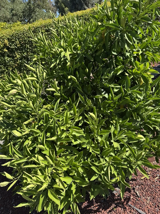 Owari Satsuma Mandarin Cuttings – 6 Unrooted Citrus unshiu Propagation Planting for Home Garden