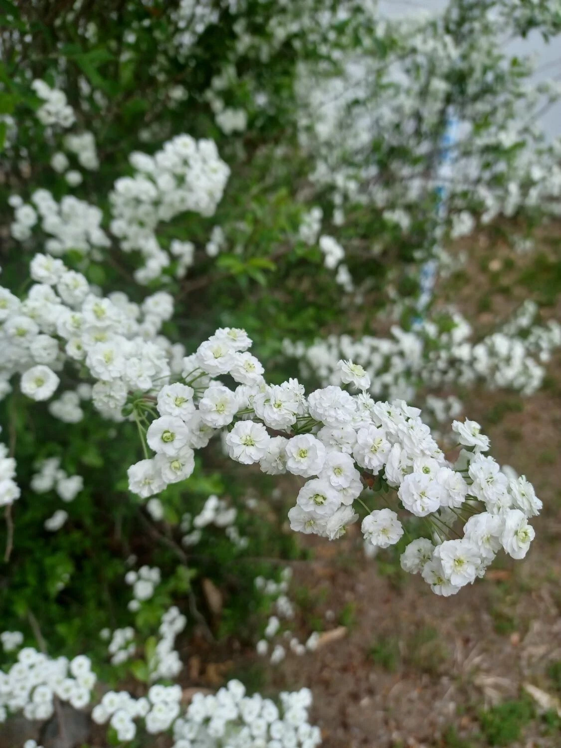 Bridal Wreath Spirea Cuttings – 10 Unrooted Shrub Stems for Propagation, Live Spiraea Starter Wood, Garden Planting