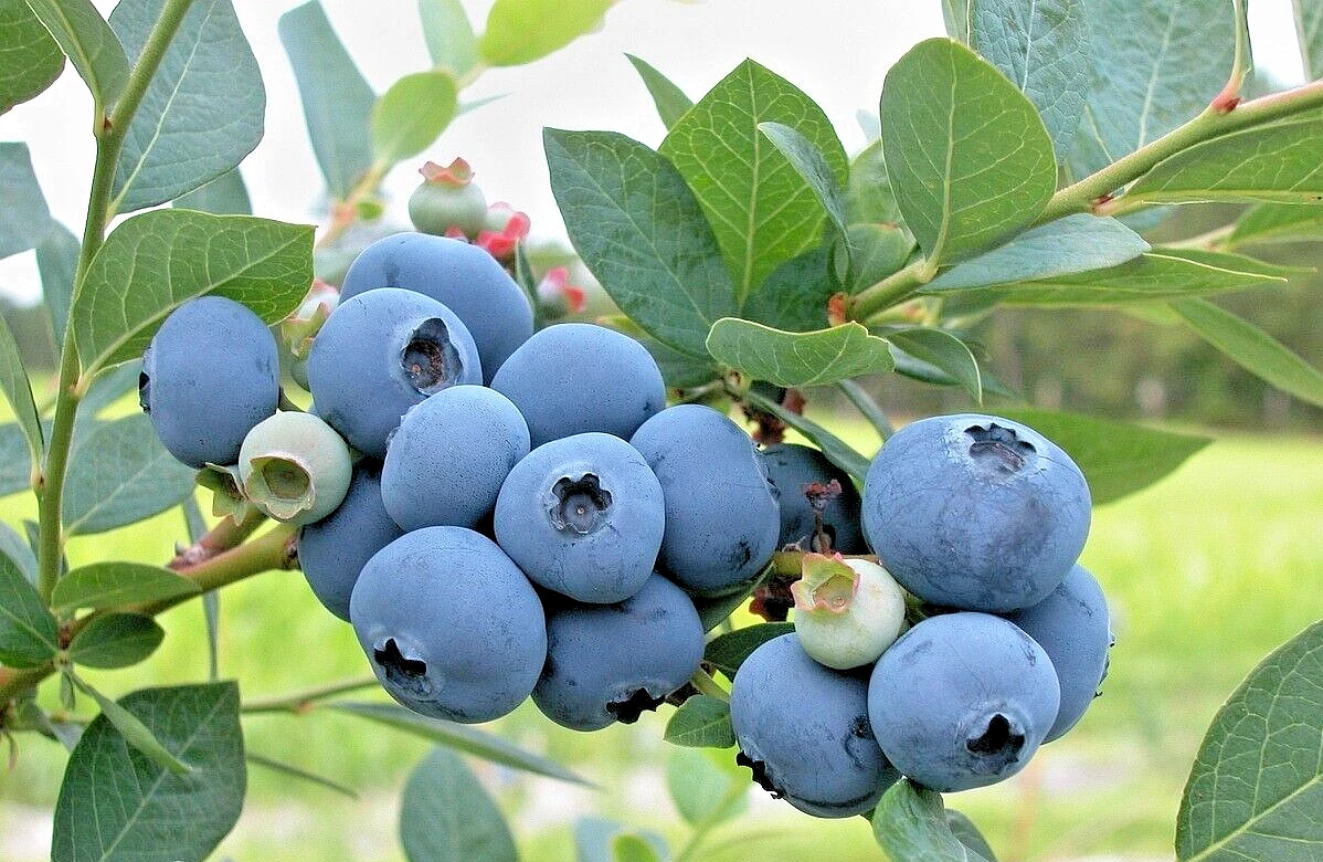 Blueberry Cuttings – 7 Live Scions for Rooting or Grafting, Vaccinium spp. Unrooted Propagation Wood for High-Yield Berry Bushes