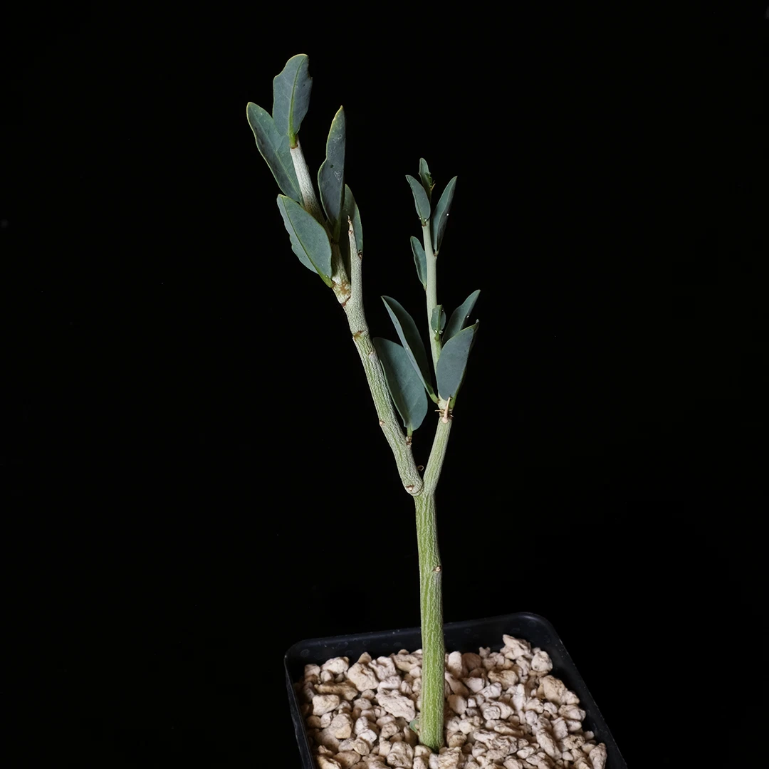 Adenia pechuelii Plant – 3.5” Pot Caudiciform Succulent Rare Bottle Stem Indoor Desert Display Collector Plant