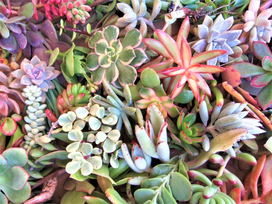 Large Succulent Cuttings Mix – 50 Fresh Varieties, 3-6" Plants for Arrangements, Propagation, DIY Planters, Over 2 lbs