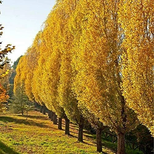 Lombardy Poplar Tree Cuttings – 5 Live Unrooted Pieces – Populus nigra Italica for Privacy Screens & Windbreaks