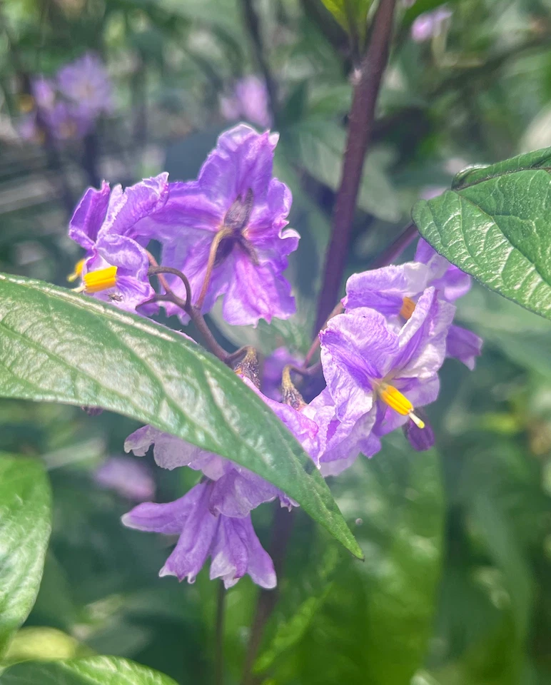 Pepino Melon Cuttings – 6 Fresh Deep Purple Solanum Muricatum for Containers & Edible Gardens, Easy to Grow, Warm Climate Plant