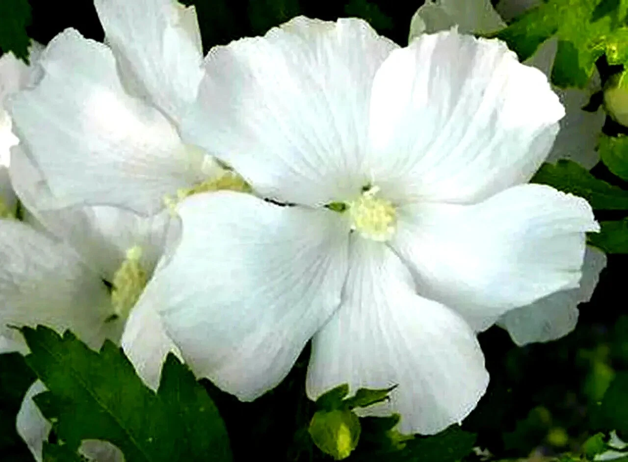 White Rose of Sharon Hibiscus Syriacus Live Plant 6–12 Inch Starter Bush Flowering Shrub for Garden Landscaping
