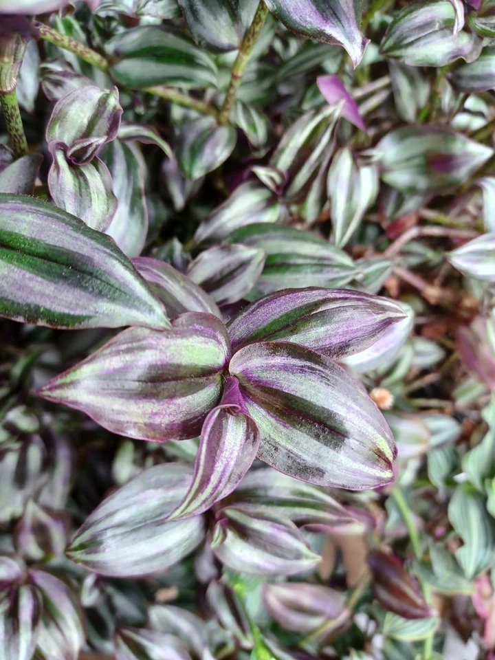 Tradescantia Zebrina ‘Violet Hill’ Cuttings – Colorful Purple Silver Green Foliage Houseplant Stems for Propagation