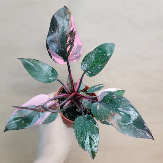 Philodendron Marble Galaxy Pink Princess – Rare Variegated Aroid in 4” Pot, Pink and White Patterned Houseplant