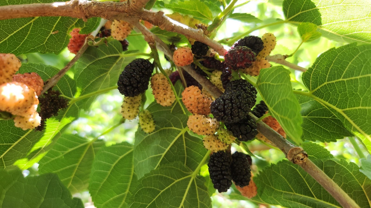 Black Mulberry Tree Cuttings – 25 Live Morus Nigra Fruit Tree Clippings for Planting, Dark Berries, Easy to Grow