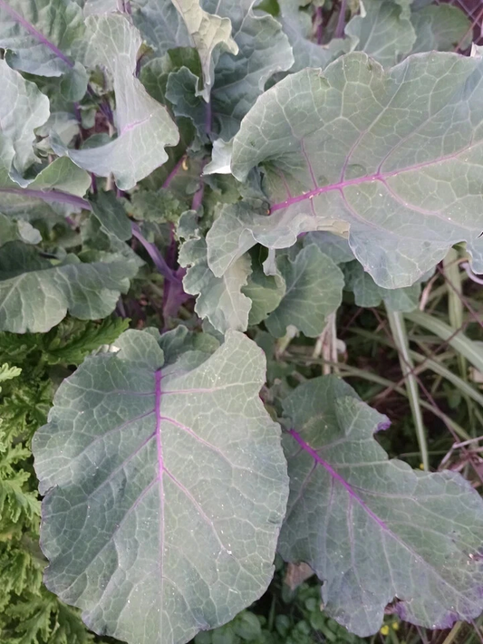 Perennial Purple Tree Collard Cutting – Brassica Oleracea Kale Live Unrooted Planting Material