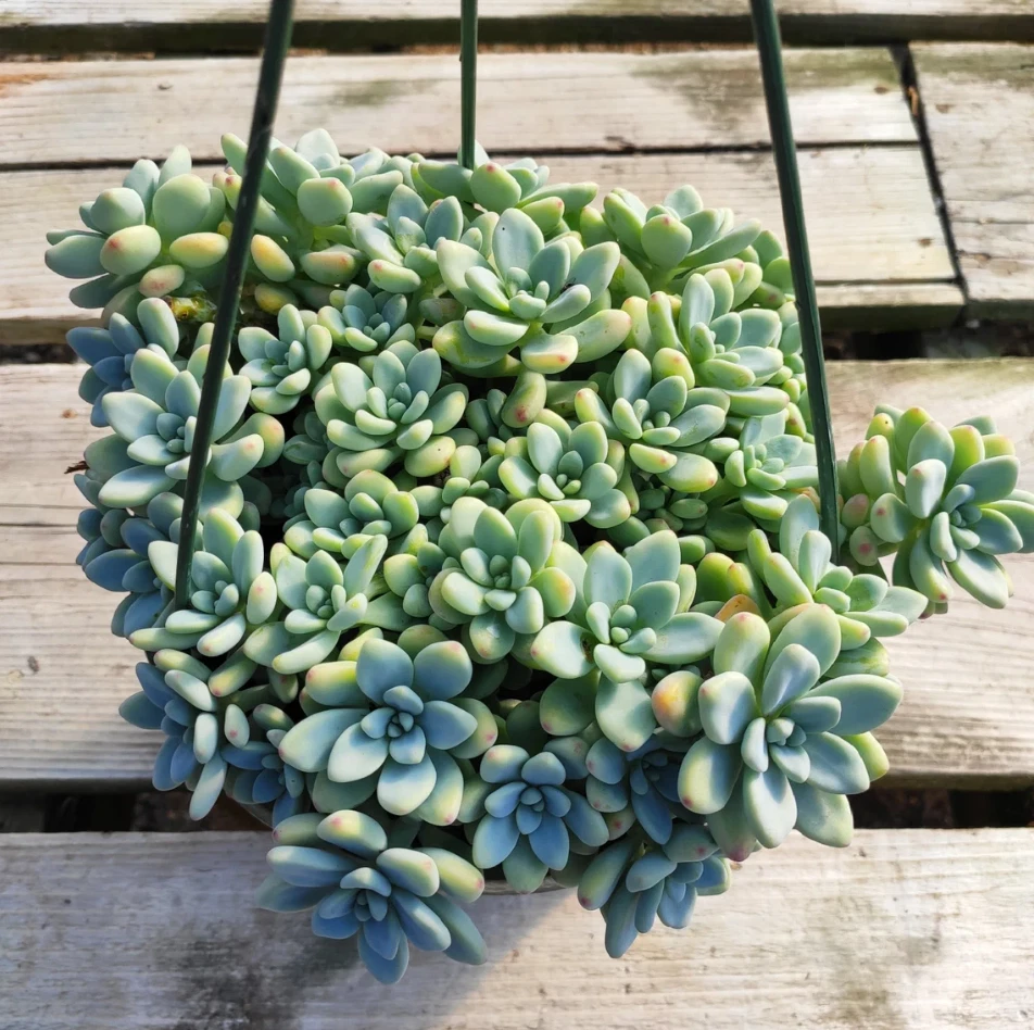 Sedum clavatum Succulent Live Plant – 2 Inch Potted Rosette, Indoor Outdoor Garden Plant, Low Maintenance, Greenery Gift