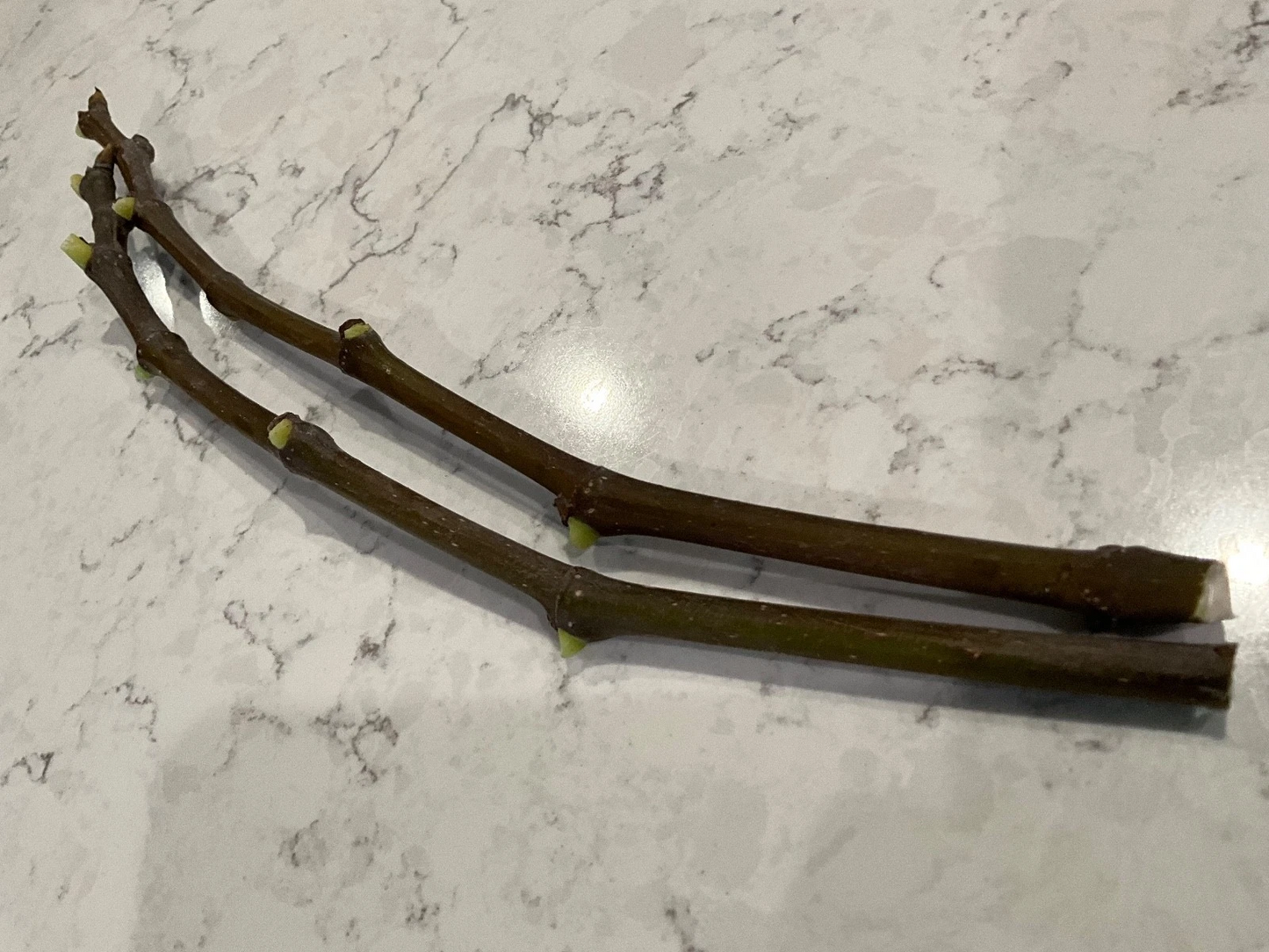 Strawberry Verte Fig Cuttings – 2 Fresh Ficus carica Fruit Tree Clippings for Rooting, 12 Inches Long