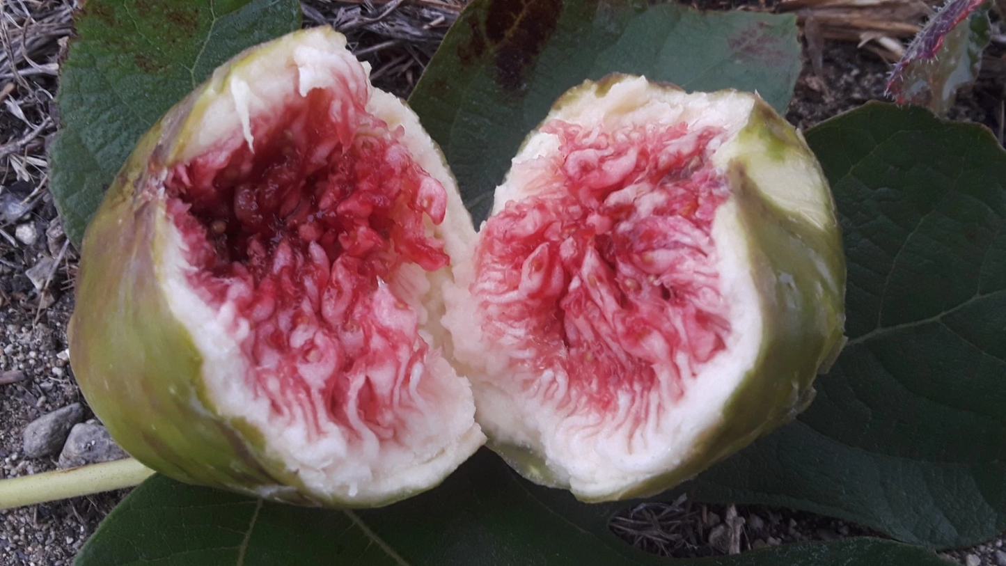 White Adriatic Fig Cuttings 5pcs | Ficus carica Live Propagation Wood | Fresh 8–10 Inch Planting Material