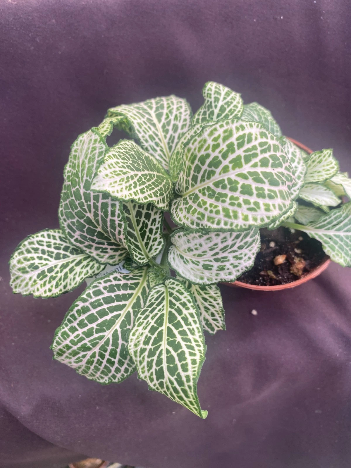 Fittonia Purple Snow Anne – Rooted Nerve Plant in 3 Inch Pot, Colorful Houseplant, Indoor Plant, Foliage Plant, Tropical Plant