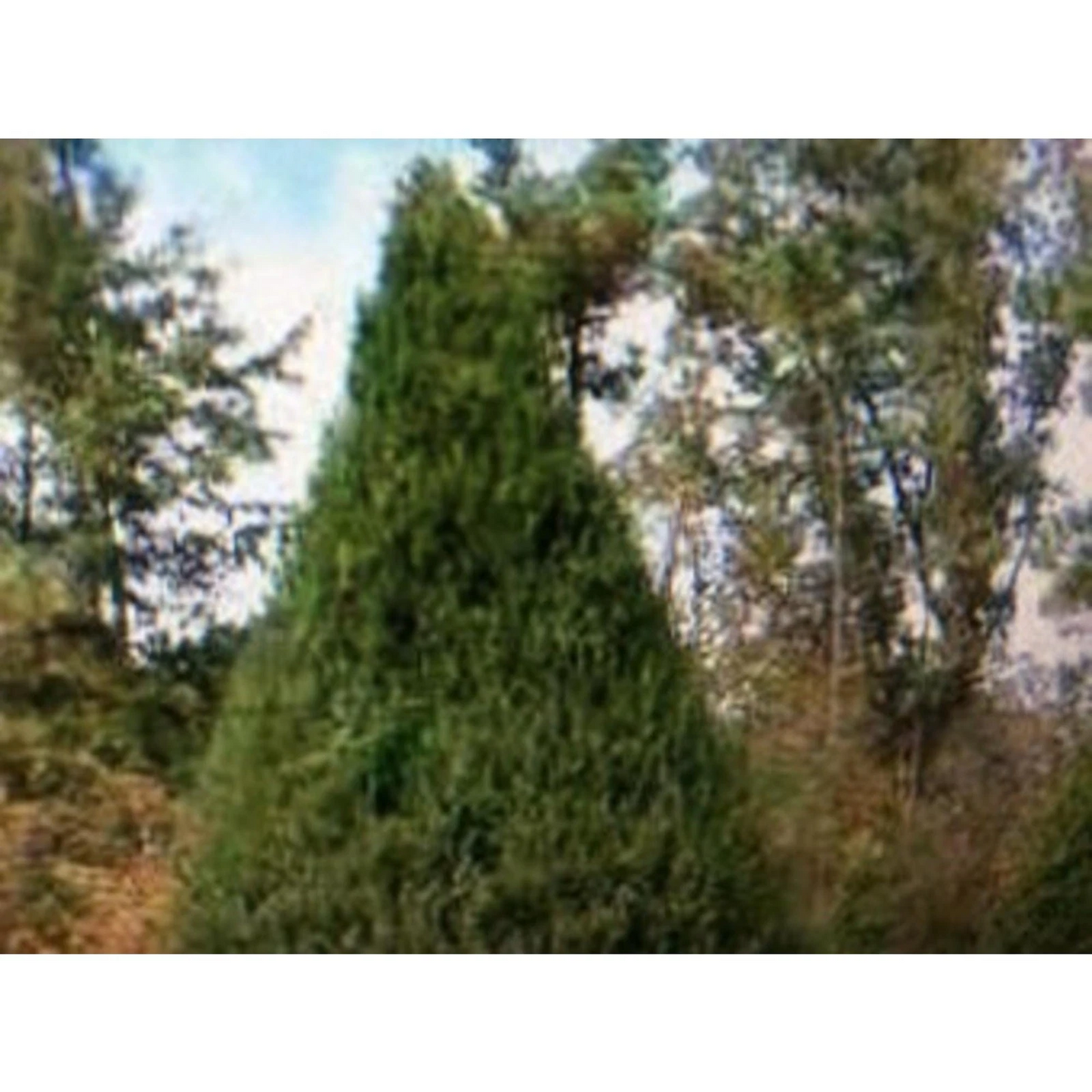 Eastern Red Cedar Tree Cuttings – 8 Live Unrooted Stems, Native Evergreen Shade Tree, Juniperus virginiana