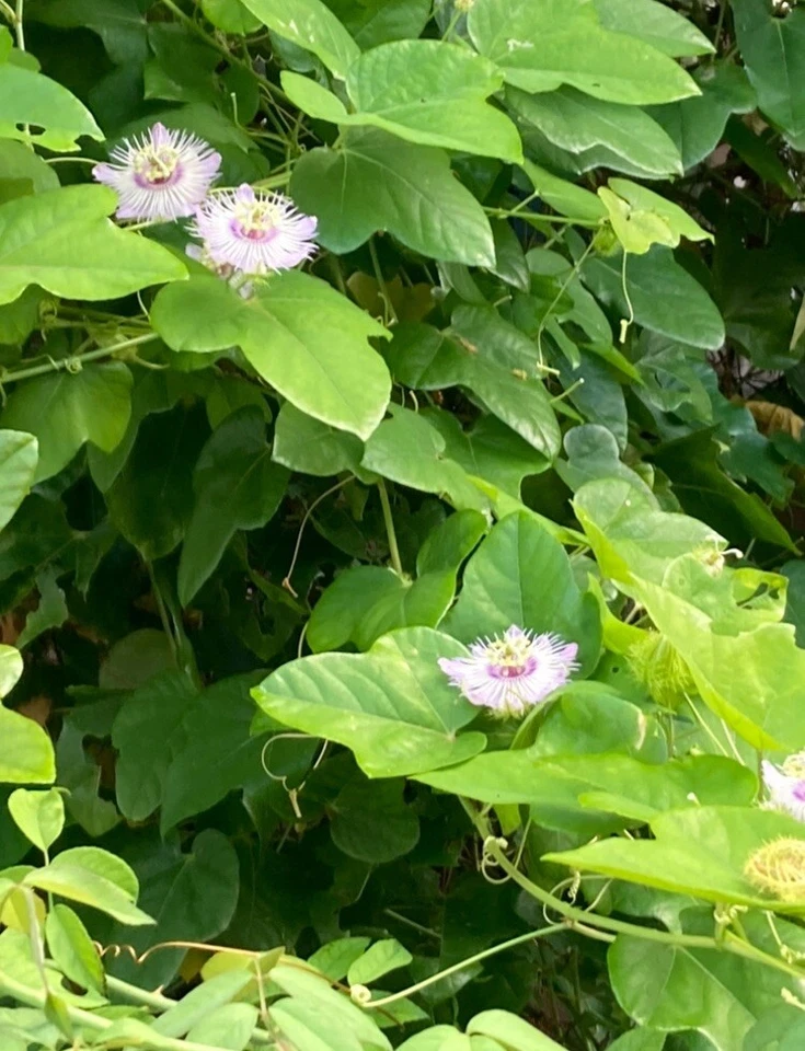 Passiflora Vine Cuttings – 20 Fresh Unrooted Stems for Propagation Butterfly Host Passion Vine Passiflora edulis
