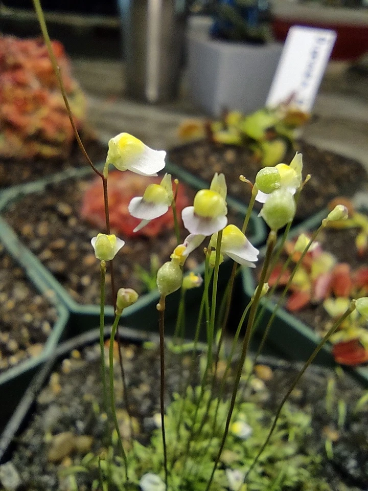 Utricularia bisquamata White Form Potted Plug Carnivorous Plant for Terrariums & Mini Displays