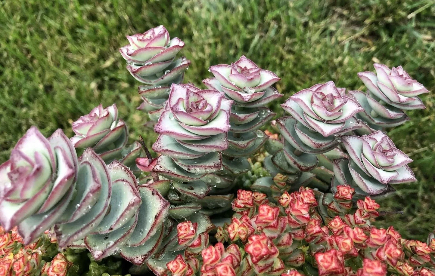 Crassula Perforata ‘String of Buttons’ Succulent Cuttings – 2 Fresh 3–4" Live Stems for Indoor and Outdoor Growing