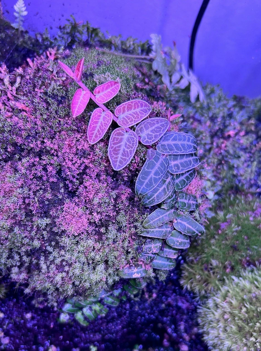 Marcgravia umbellata ‘Red’ Cutting – Rare Terrarium Vine, Creeping Climber, Dart Frog Safe Vivarium Plant