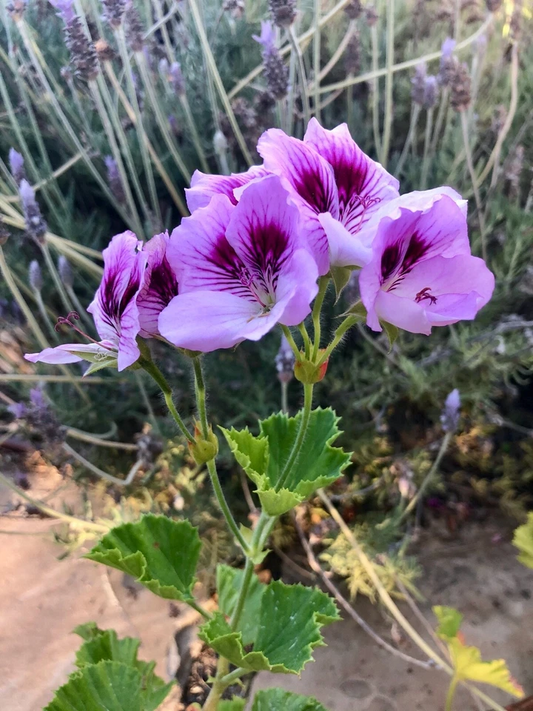 Lavender Regal Geranium Cutting – 6 Inch Pelargonium Flowering Plant for Propagation, Purple Fancy Variety, Live Ornamental Flowering Plant