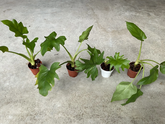 Philodendron Warszewiczii Aroid Houseplant Live Starter Plant in 1.5 Inch Pot Tropical Foliage Indoor Plant