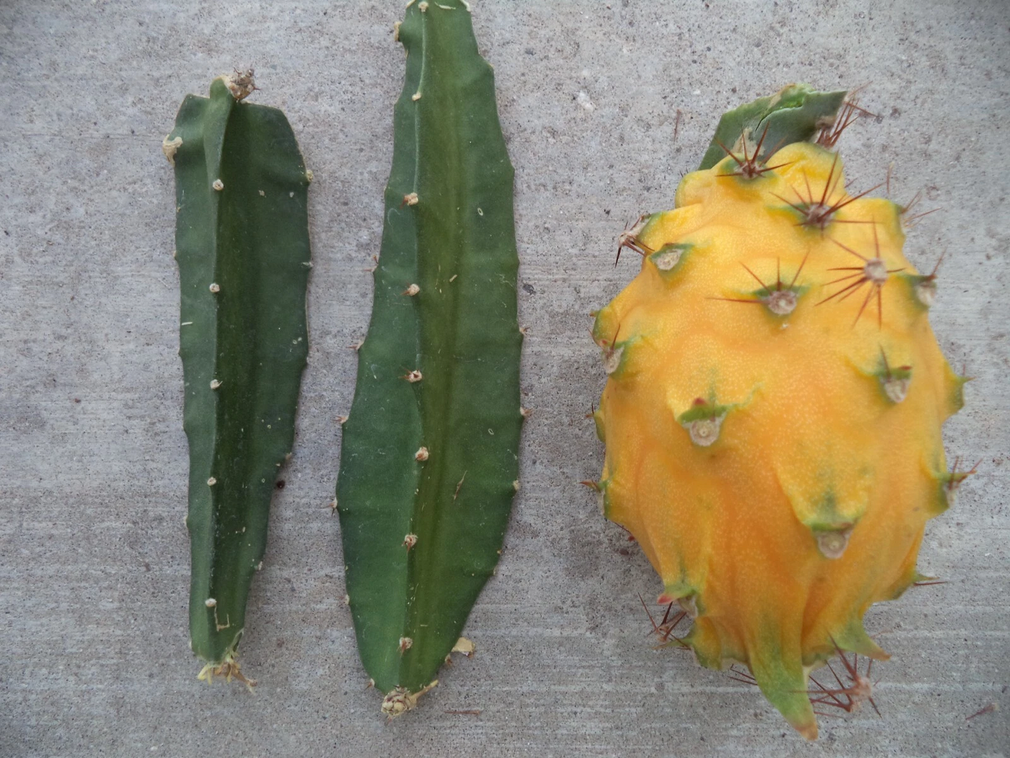 Yellow Dragon Fruit Cutting – Palora Variety – 3–4" Live Rooting Plant for Pitaya Growing, Cactus, Tropical Fruit