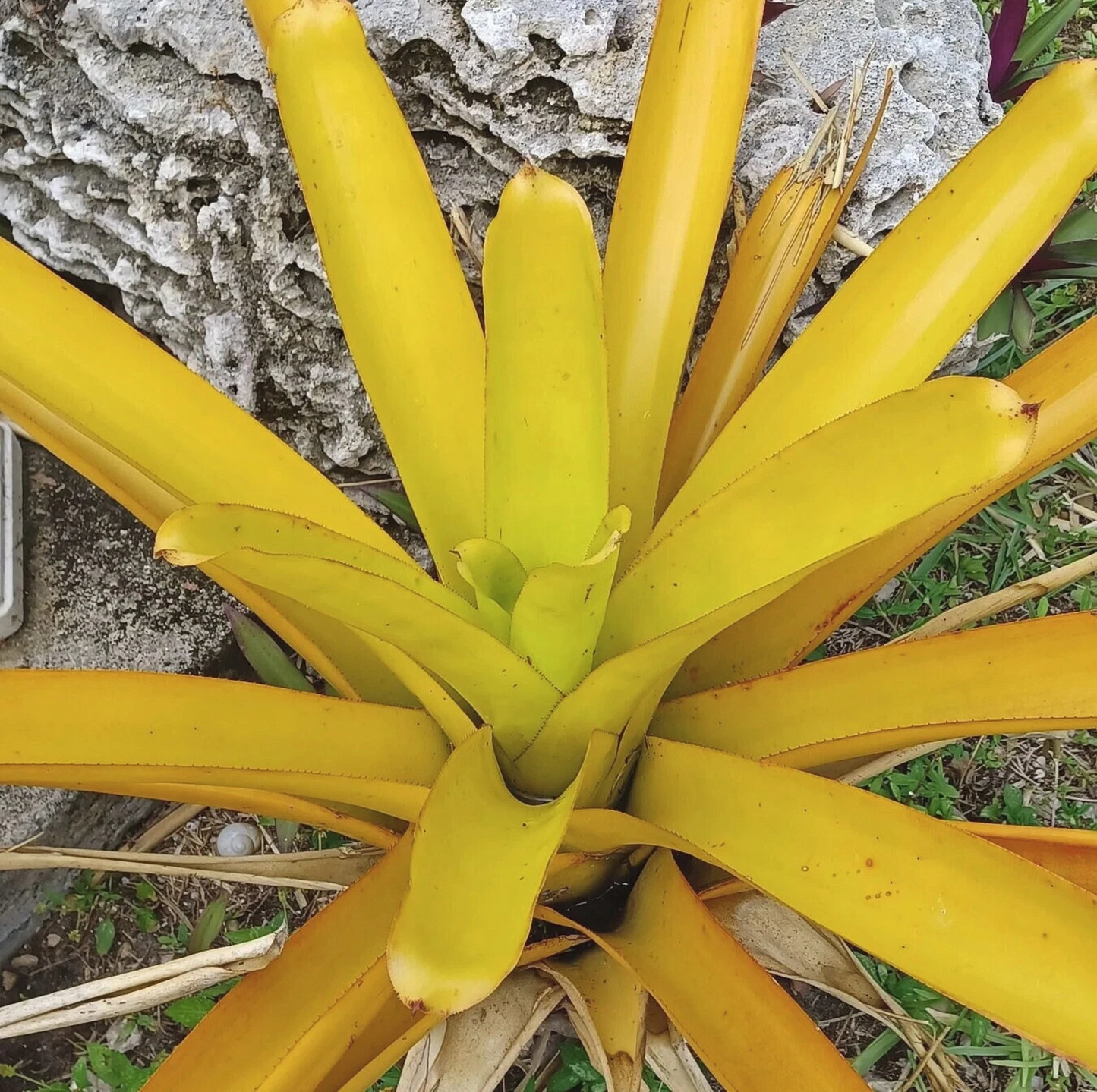 Aechmea Lemon Blanchetiana Bromeliad Pup – Bright Yellow Live Plant for Garden or Patio, Full Sun, Easy Care, Vibrant Outdoor Plant