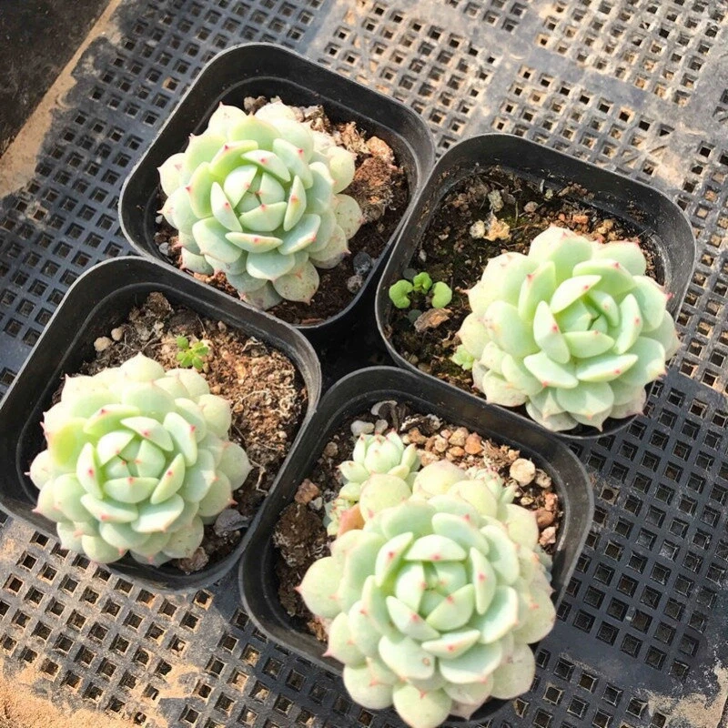 Echeveria derenbergii Succulent Live Plant 2-Inch Pot Compact Rosette Easy Indoor Outdoor Collection