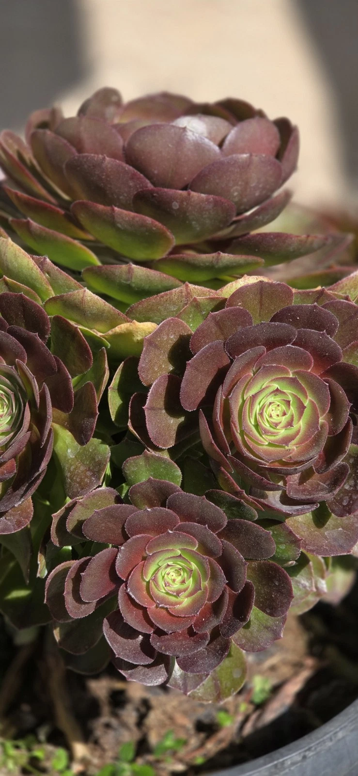 Aeonium Halloween Live Succulent Cutting – Unrooted Rosette Plant for Indoor & Outdoor Gardens
