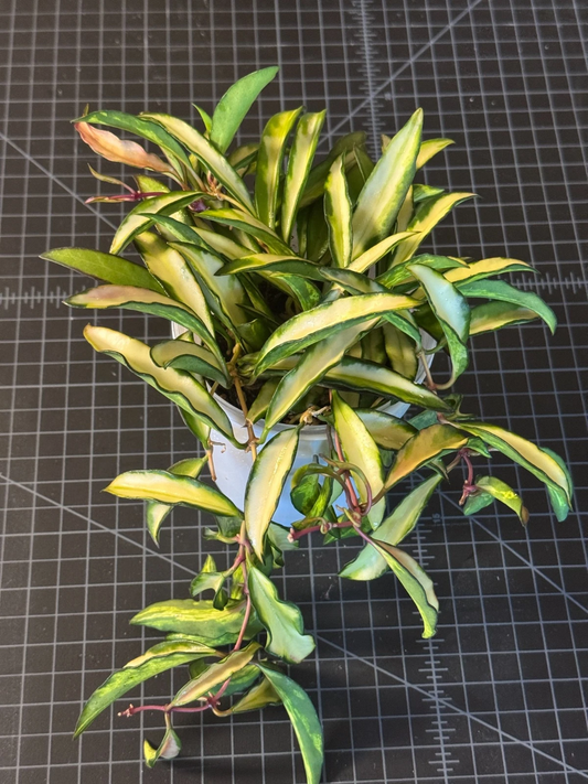 Hoya Kentiana Inner Variegated Cutting – 3 Node Live Wax Plant Vine for Indoor Gardening, Rare Variegated Hoya Propagation