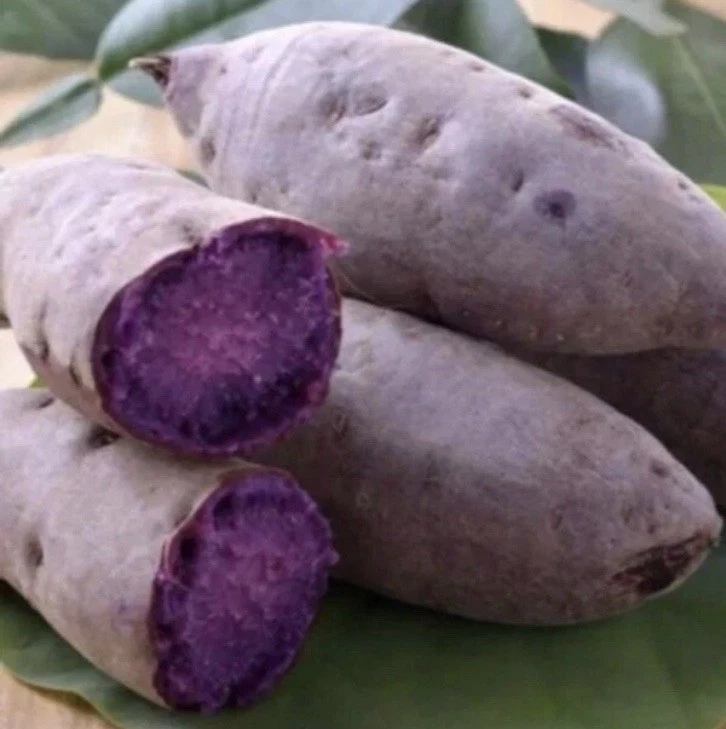 Purple Sweet Potato Slips – 10 Unrooted Vine Cuttings, Ipomoea batatas, Khoai Lang Tím, Warm-Season Vining Plant for Garden