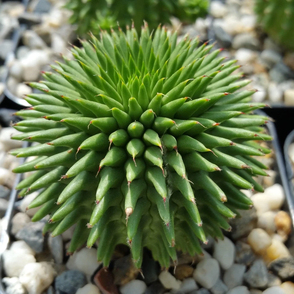 Euphorbia susannae – Live Succulent Cactus in 4" Pot, Rare Compact Euphorbia Plant, Unique Collector’s Succulent