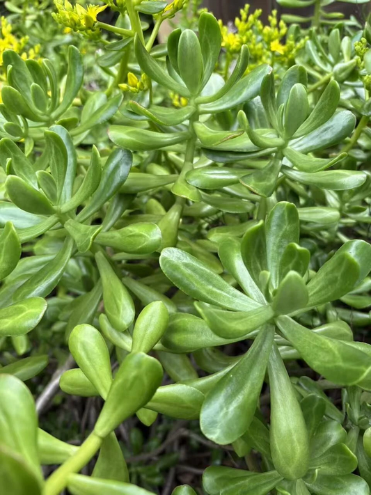 Jade Plant Cuttings – 5 Fresh Crassula ovata Stems, 4-5 Inch Green Succulents for Propagation and Indoor Gardening