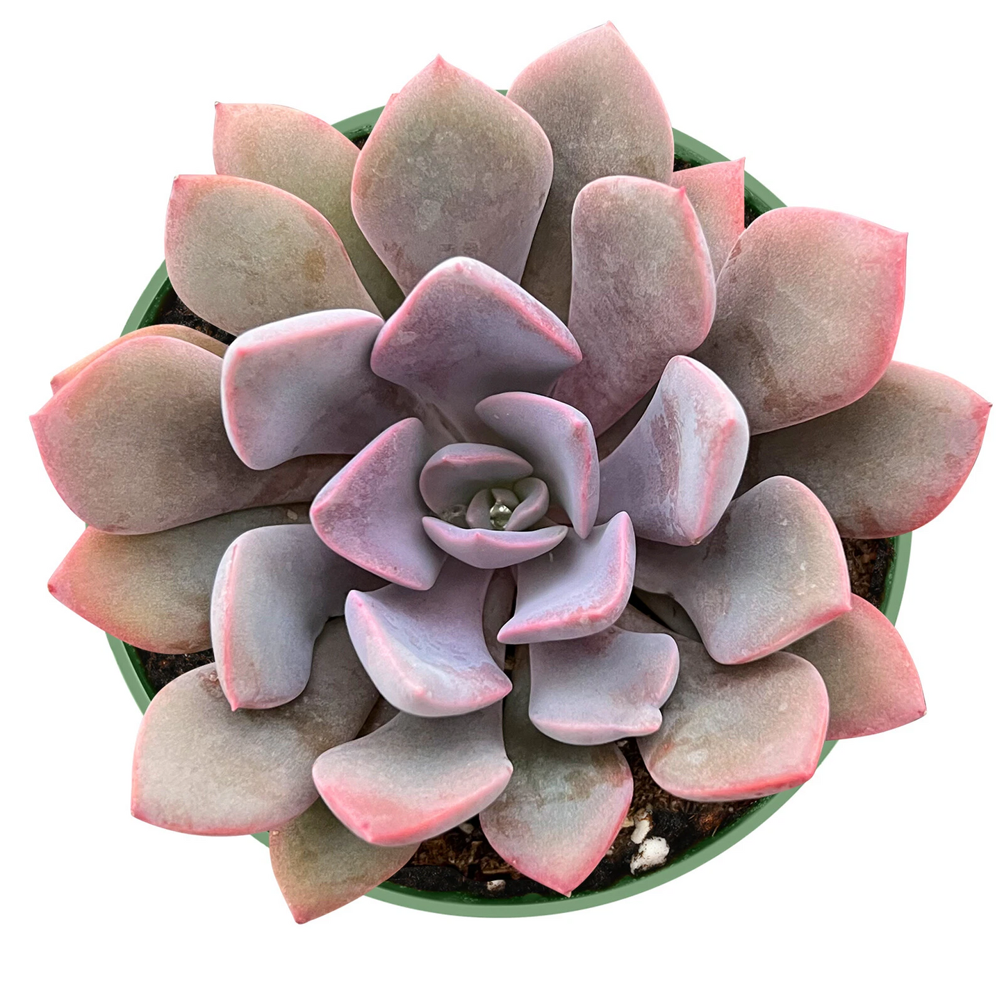 Graptoveria ‘Debbi’ Pink Succulent Plant in 4 Inch Pot, Fully Rooted, Rosette Form, Easy to Grow, Live Succulent for Garden or Indoor