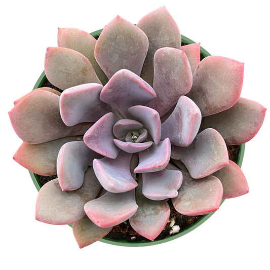 Graptoveria ‘Debbi’ Pink Succulent Plant in 4 Inch Pot, Fully Rooted, Rosette Form, Easy to Grow, Live Succulent for Garden or Indoor