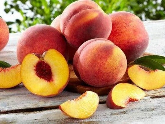 Nemaguard Peach Tree Fresh Cuttings – Prunus persica Rootstock, 10 Unrooted 6-8 Inch Planting Material for Orchard and Garden