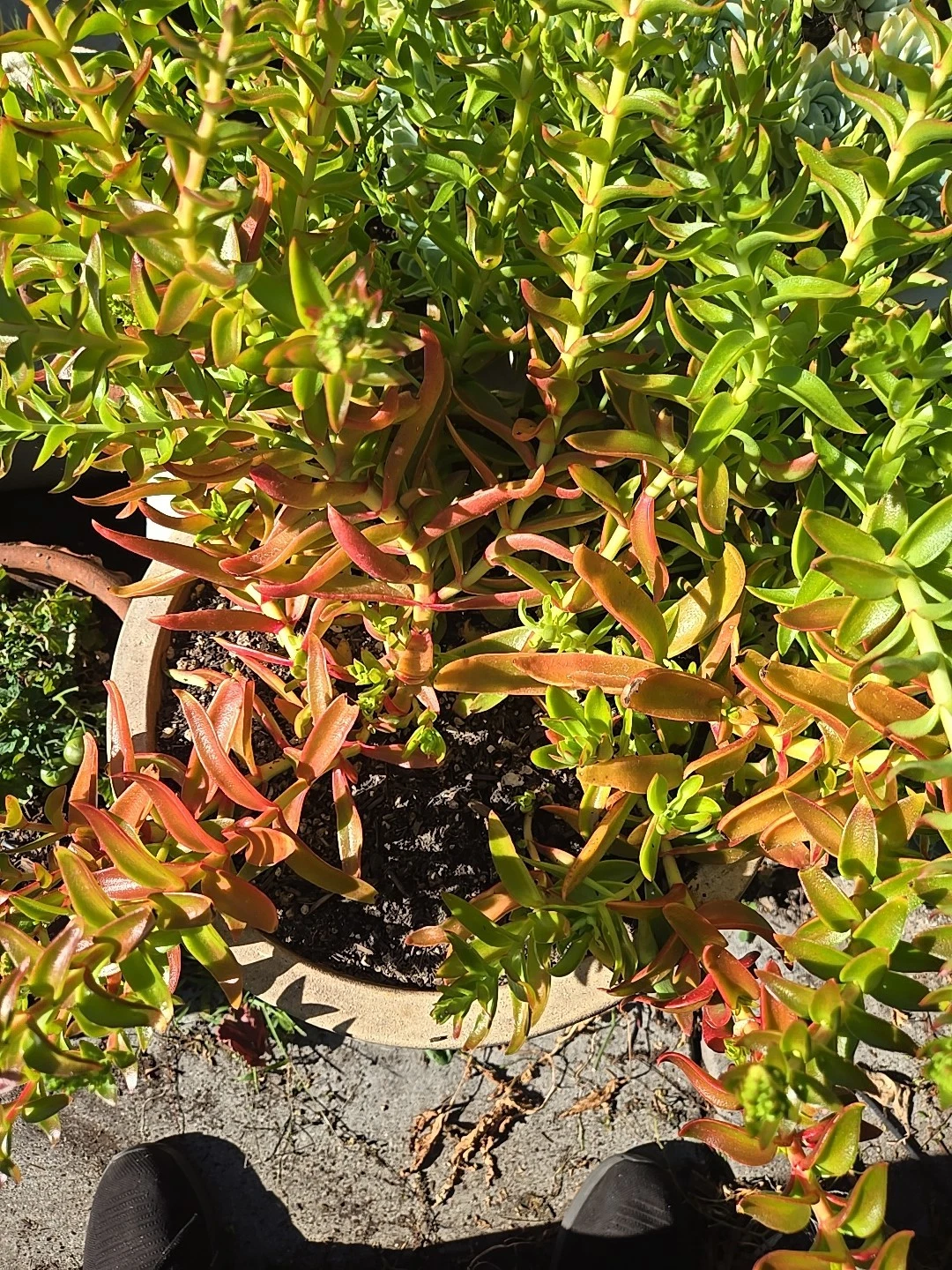 Crassula Campfire Cuttings – 4 Fresh 1–2" Succulent Stems with Bright Red-Green Foliage | Crassula capitella