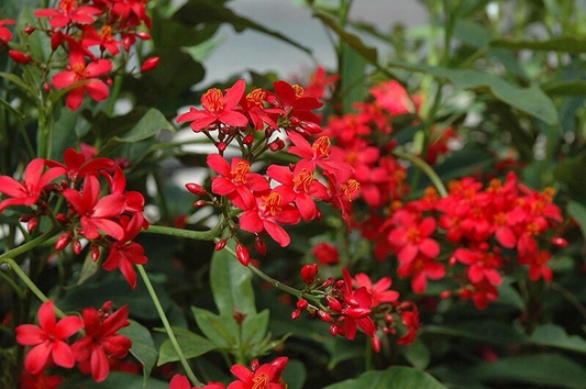 Jatropha integerrima Cuttings – 8 Fresh Peregrina Spicy Jatropha Scion Wood for Propagation