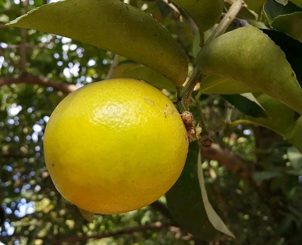 Palestine Sweet Lemon Cutting – 6–8" Citrus Scion for Rooting and Grafting, Live Fruit Tree Branch, Citrus Plant Propagation