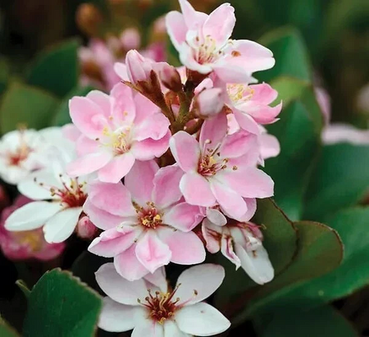 Indian Hawthorn ‘Pinkie’ Cuttings – 5 Unrooted Stems for Propagation, Grafting, Rhaphiolepis indica