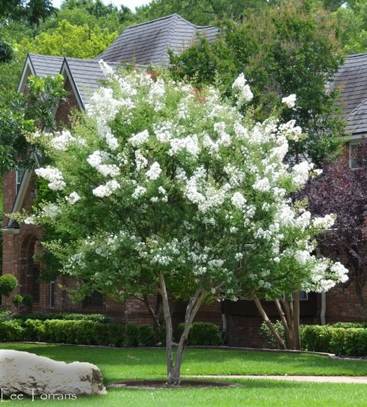 Milk Crape Myrtle Cuttings – 7 Live Propagation Cuttings Lagerstroemia indica, Fast-Growing Flowering Shrub for Garden, Landscape