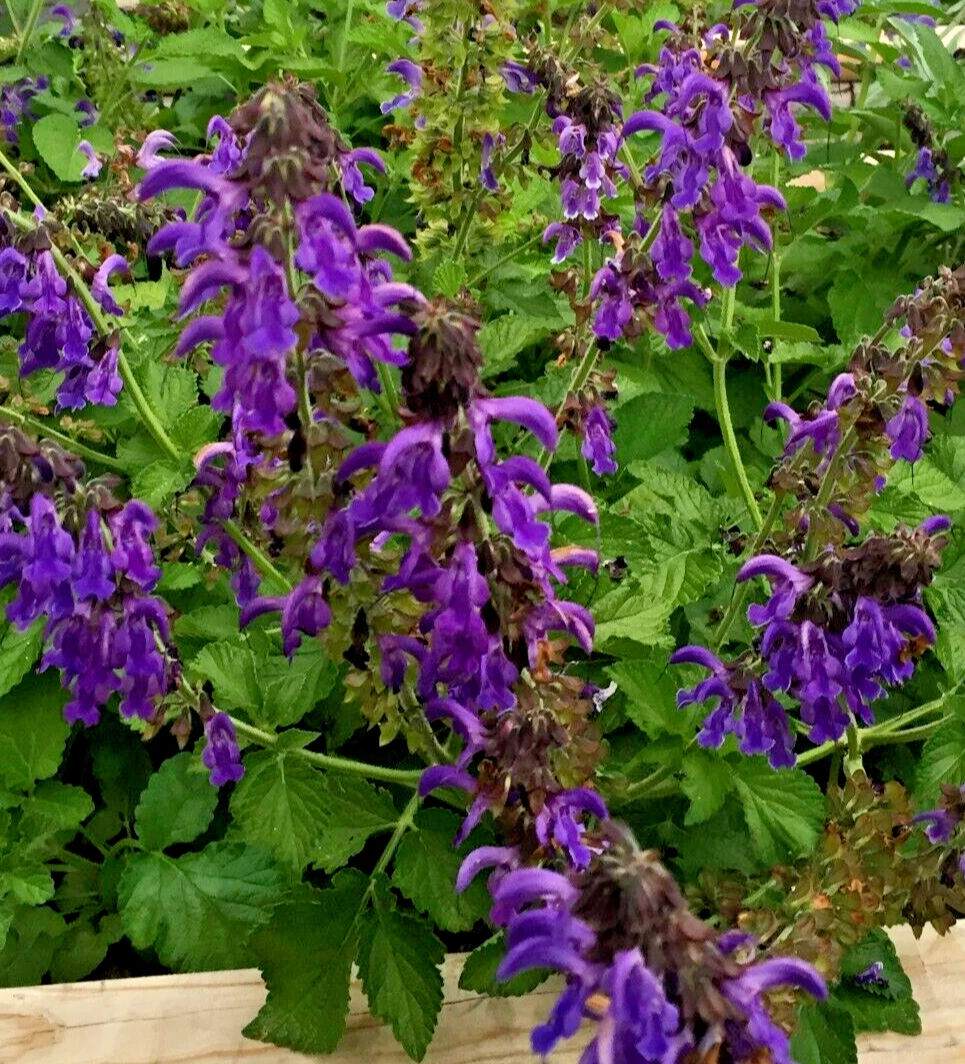 Dan Shen Sage Live Starter Plant – Salvia miltiorrhiza, Hardy Perennial Herb for Garden Beds & Borders