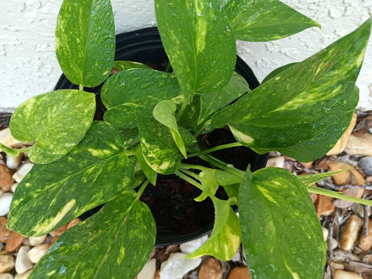 Golden Pothos Live Rooted Plant – Epipremnum Aureum Indoor/Outdoor Vine with Variegated Green and Gold Foliage