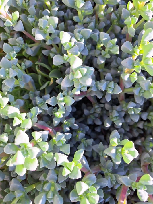 Oscularia Deltoides Ice Plant Succulent – 10 Fresh Cuttings for Propagation – Triangular Leaves, Icy Blue Hues, Easy Care