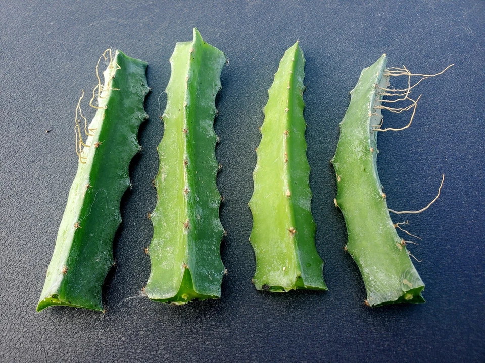 Red Flesh Dragon Fruit Rooted Cuttings 2 PCS, Pitaya Cactus Plants, 6 Inch, Tropical Fruit, Edible Dragonfruit, Garden Planting