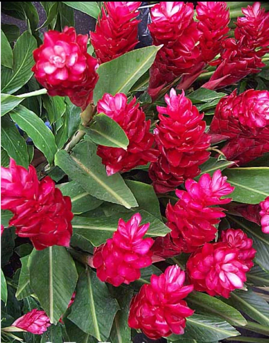 Hawaiian Red Ginger Plant Starter – Alpinia Purpurata Tropical Ornamental Rooted Live Plant