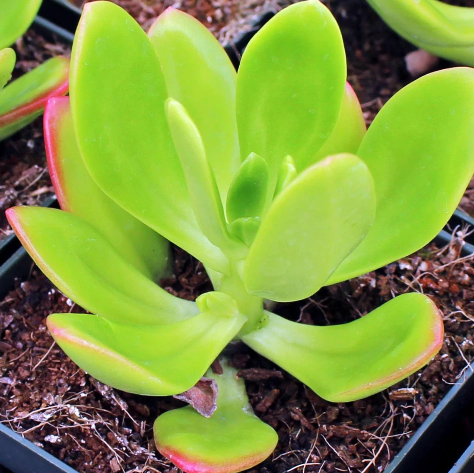 Sedum praealtum Succulent Live Plant – 2 Inch Potted Green Apple Sedum for Indoor Outdoor Garden, Drought Tolerant, Low Maintenance