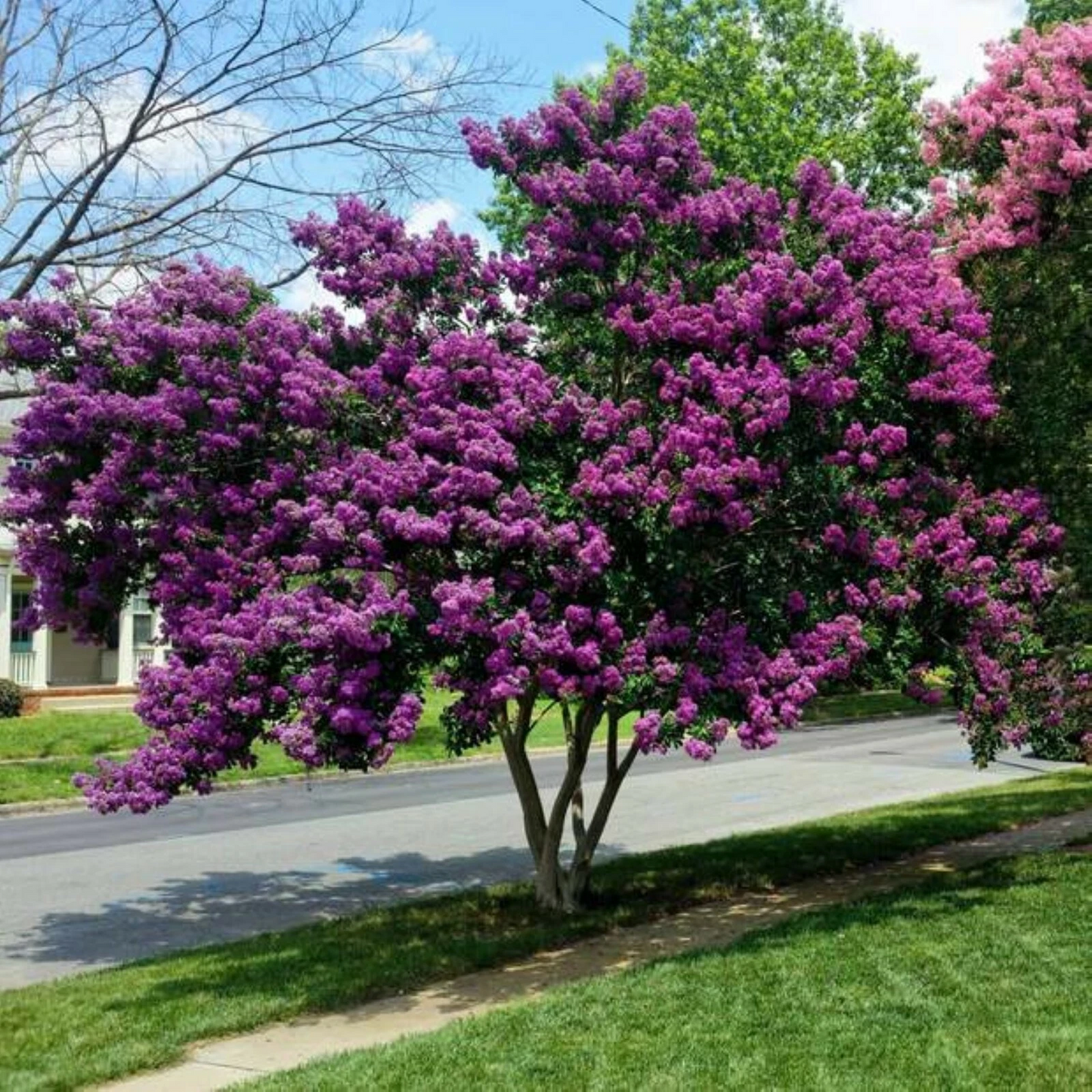 Crape Myrtle Cuttings – 7 Fresh Stems for Rooting – Fast-Growing Landscape Starter – Lagerstroemia indica